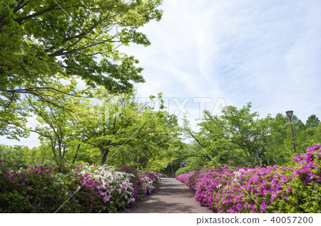 新鮮的綠色和杜鵑花(高松市,香川縣佛生活山公園) 新鮮的綠色和杜鵑花(高松市,香川縣佛生活山公園) 40057200