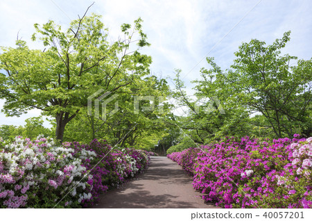 新鮮的綠色和杜鵑花(高松市,香川縣佛生活山公園) 新鮮的綠色和杜鵑花(高松市,香川縣佛生活山公園) 40057201