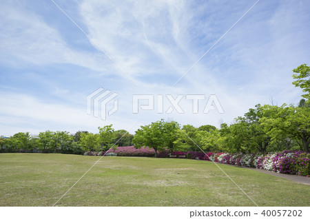 新鮮的綠色和杜鵑花（高松市，香川縣佛生活山公園） 40057202