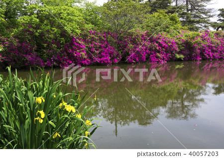 新鮮的綠色和杜鵑花(高松市,香川縣佛生活山公園) 新鮮的綠色和杜鵑花(高松市,香川縣佛生活山公園) 40057203