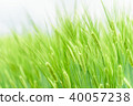 美麗的藍色小麥材料 40057238