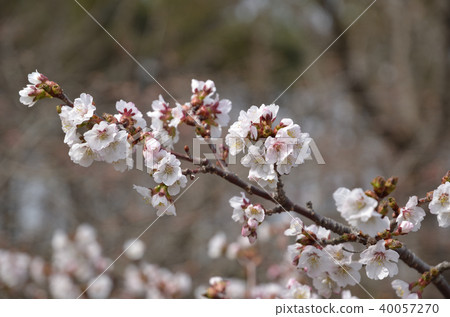Morimachi Chishima Sakura 40057270