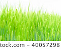 美麗的藍色小麥材料 40057298