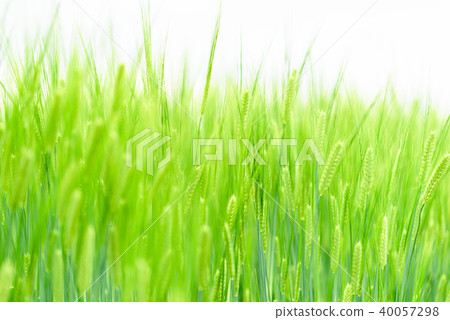 美麗的藍色小麥材料 40057298