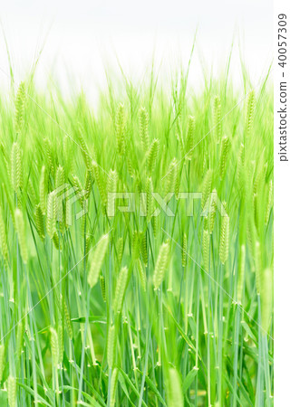 美麗的藍色小麥材料 40057309