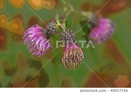 薊花 薊花 40057336