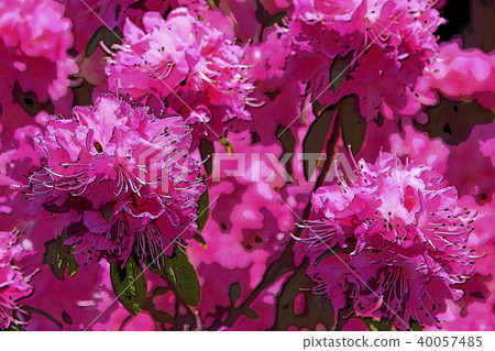 Rhododendron Rhododendron 40057485