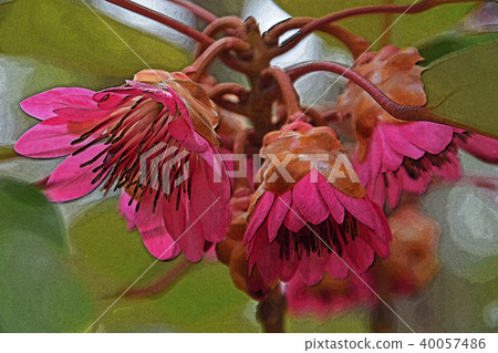 浣熊狗 浣熊狗 40057486