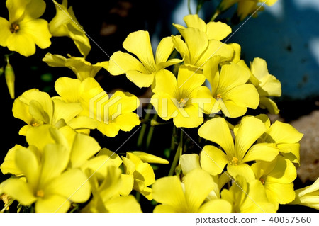 Katabami blooming in Mitaka Nakahara Katabami blooming in Mitaka Nakahara 40057560