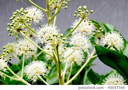 在三鷹中原綻放的玫瑰的白花 在三鷹中原綻放的玫瑰的白花 40057566