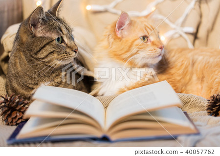 two cats lying on sofa with book at home 40057762