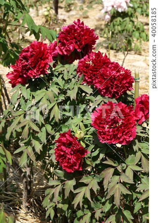 Peony flower, Mantenbeni 40058185