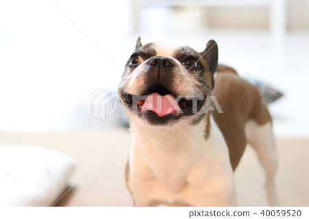 狗狗 狗狗 40059520
