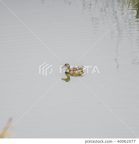 Duck on water 40062077