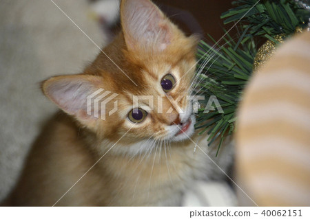 Kitten long-haired species Kitten long-haired species 40062151