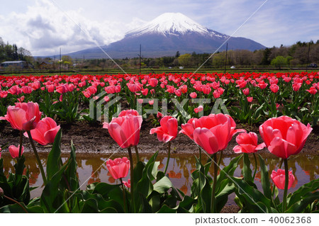 鬱金香和富士山 鬱金香和富士山 40062368