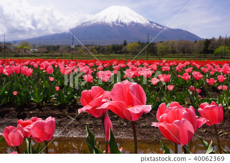 鬱金香和富士山 鬱金香和富士山 40062369