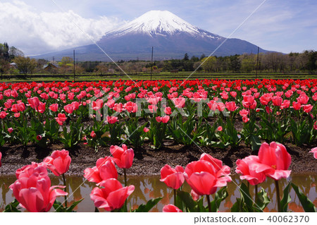 鬱金香和富士山 鬱金香和富士山 40062370