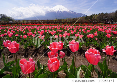 鬱金香和富士山 鬱金香和富士山 40062371