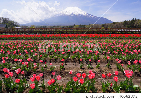 鬱金香和富士山 40062372