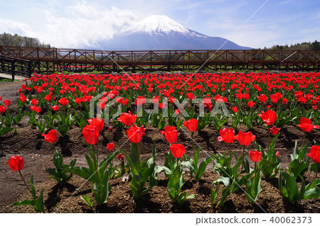 鬱金香和富士山 鬱金香和富士山 40062373