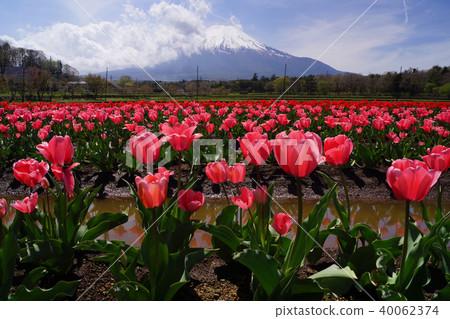鬱金香和富士山 鬱金香和富士山 40062374