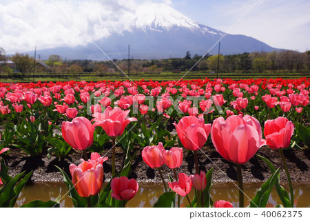 鬱金香和富士山 鬱金香和富士山 40062375