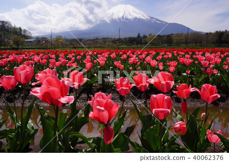 鬱金香和富士山 鬱金香和富士山 40062376