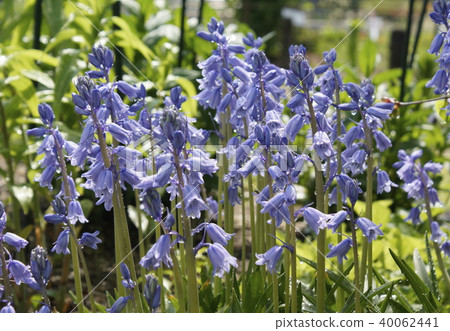 Schilla hisvanica blue flower Schilla hisvanica blue flower 40062441