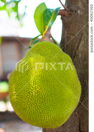 Jackfruit is on the brown stick 40062560
