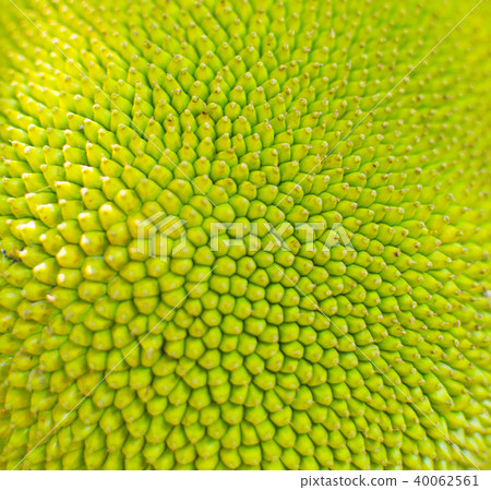 Texture of Jackfruit Texture of Jackfruit 40062561