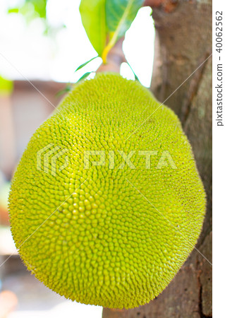 Jackfruit is on the brown stick 40062562