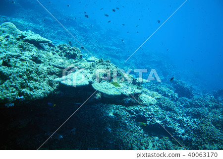 Fish on underwater coral reef 40063170