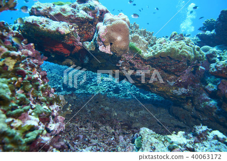 Fish on underwater coral reef 40063172