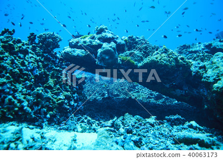 Fish on underwater coral reef 40063173