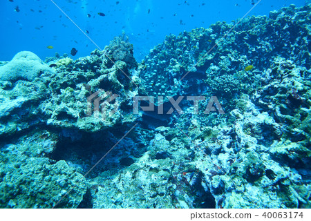 Fish on underwater coral reef 40063174