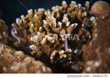 Fish on underwater coral reef 40063176