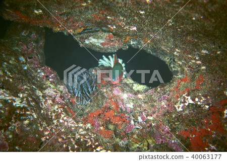 Fish on underwater coral reef 40063177