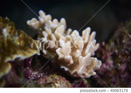 Fish on underwater coral reef 40063178