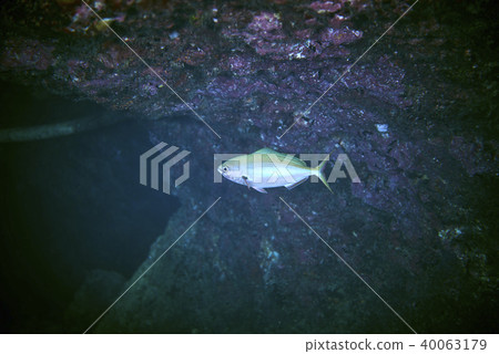 small toothed Jobfish 40063179