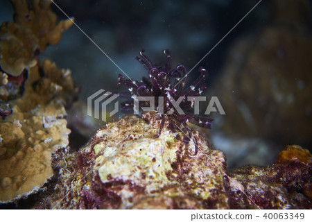 Fish on underwater coral reef Fish on underwater coral reef 40063349