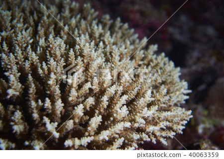 Fish on underwater coral reef 40063359