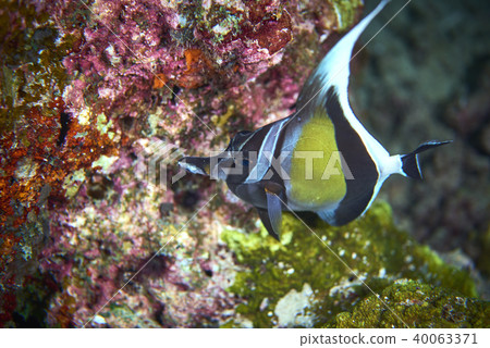 moorish idol 40063371
