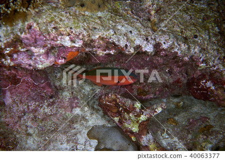 Fish on underwater coral reef 40063377