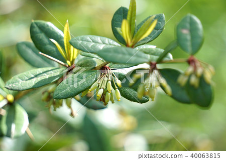 Azalea seeds 40063815