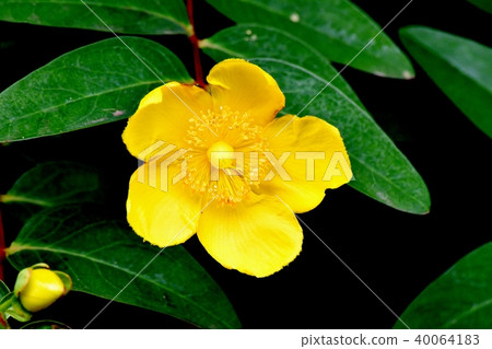 Quintessence of blooming in Mitaka Nakahara 40064183