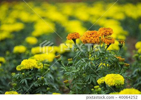 gerbera daisies flowers gerbera daisies flowers 40064252