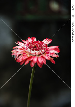 gerbera daisies flowers 40064253