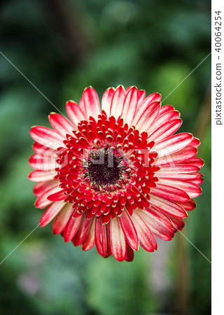 gerbera daisies flowers 40064254
