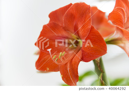 Lilium longiflorum flower Lilium longiflorum flower 40064292
